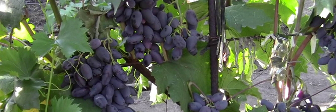 Предисловие   В северных регионах очень ценятся скороспелые и морозостойкие сорта растений, такие, как виноград Байконур, который принадлежит к очень рано поспевающим гибридам