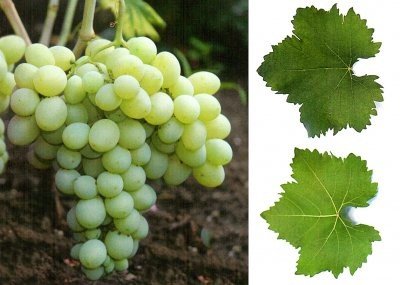 Виноград «Деметра» заинтересует виноградарей, которые планируют хороший урожай в относительно короткие сроки