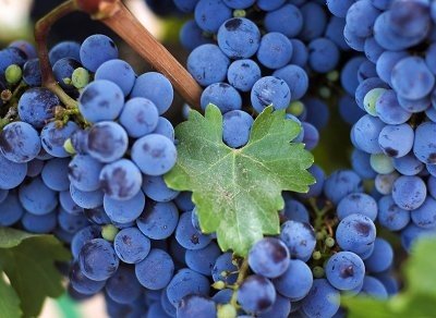 Изабелла - сорт винограда прекрасно подходит для сурового климата