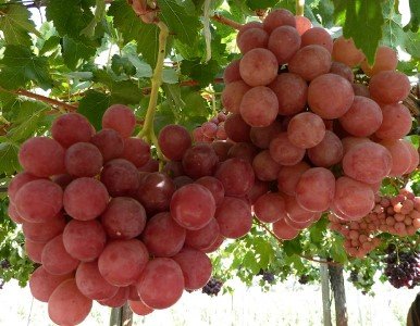 Гурман - это замечательный гибридный сорт винограда, обладает насыщенным мускатным вкусом и хорошо подходит для выращивания на собственном садовом участке
